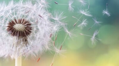 Wishy plant blowing in the wind